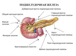 Психосоматика Рак поджелудочной железы