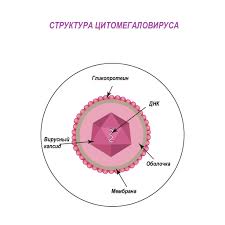 Психосоматика Цитомегаловируса