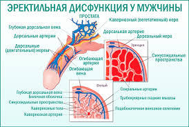 Психосоматика Эректильная дисфункция
