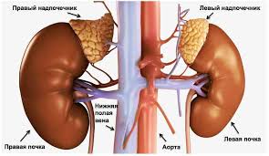 Психосоматика Рак надпочечников