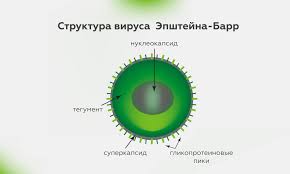 Психосоматика Вируса Эпштейна-Барра