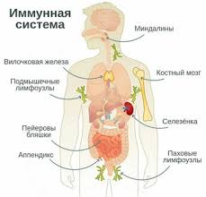 Психосоматика иммунодефицит